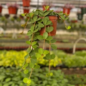 Peperomia Hope Live Plant – Trailing Succulent Houseplant – 4 Inch or 6 Inch Pot - Image 1