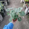 Peperomia Incana Live Plant – Felted Pepperface – 4in Pot – Easy Indoor Houseplant - Image 1