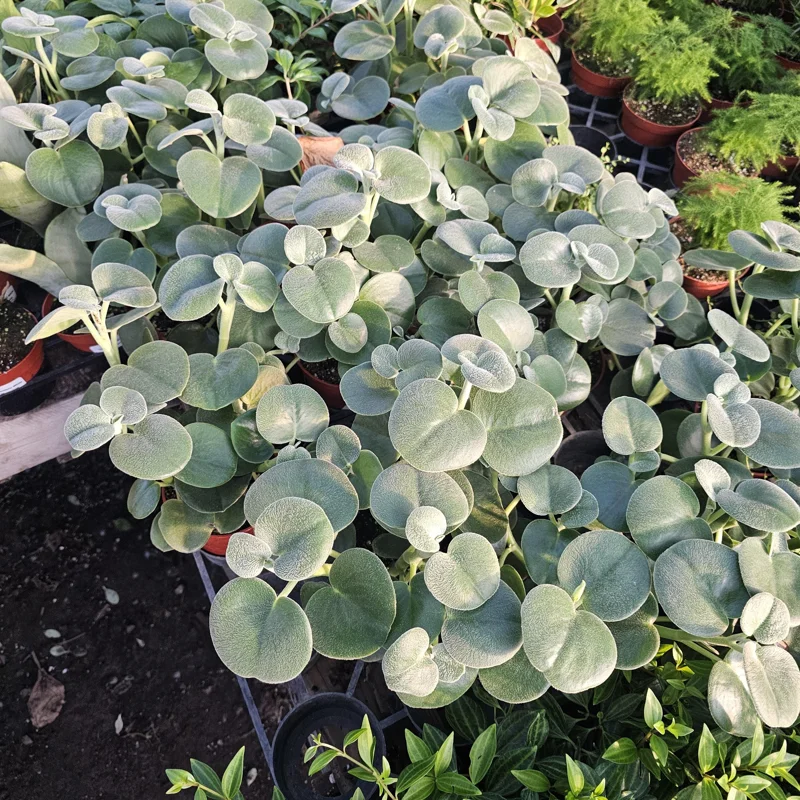 Peperomia Incana Live Plant – Felted Pepperface – 4in Pot – Easy Indoor Houseplant - Image 3