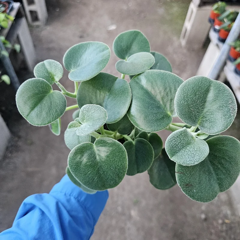 Peperomia Incana Live Plant – Felted Pepperface – 4in Pot – Easy Indoor Houseplant - Image 4