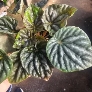 Peperomia Napoli Nights Live Plant – Radiator Plant – 2 inch Pot – Indoor - Image 3