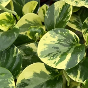 Peperomia Obtusifolia Variegated Live Plant – 4 Inch Pot – Rooted Houseplant - Image 4