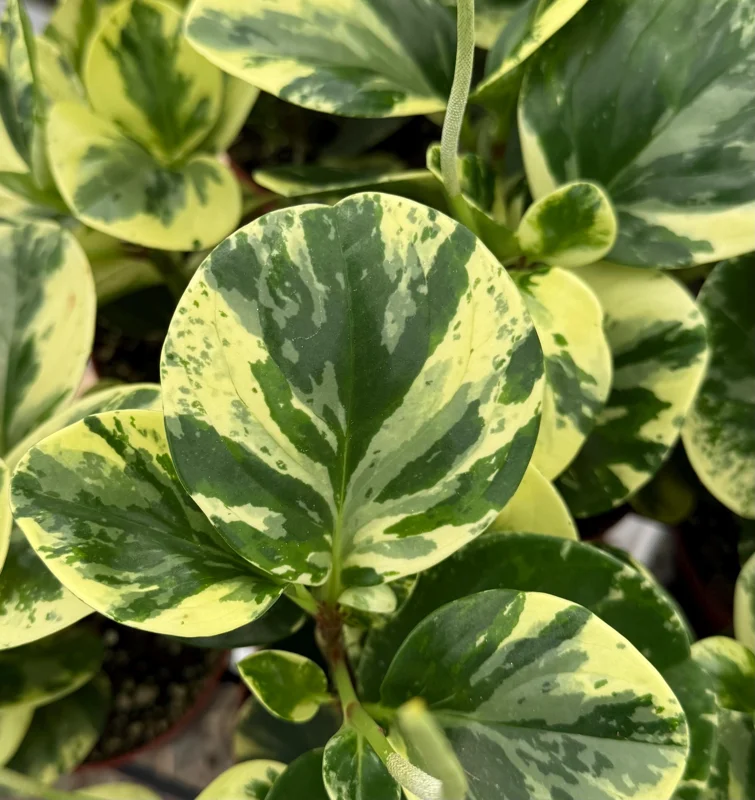 Peperomia Obtusifolia Variegated Live Plant – 4 Inch Pot – Rooted Houseplant - Image 1
