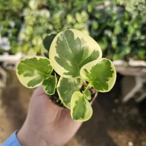 Peperomia Obtusifolia Variegated Live Plant – Radiator Plant – 2 inch Pot – Indoor - Image 3