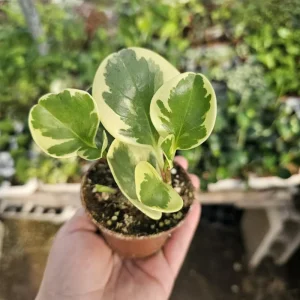 Peperomia Obtusifolia Variegated Live Plant – Radiator Plant – 2 inch Pot – Indoor - Image 1