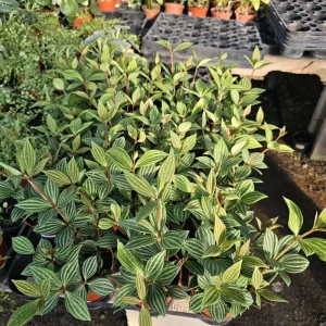 Peperomia 'Parallel' Live Plant - Easy Indoor Houseplant - 2-inch & 4-inch Pots - Image 2