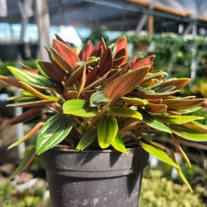 Peperomia Rosso Live Plant – Peperomia Caperata Rosso – Easy Care Houseplant – 4in Pot – Indoor - Image 3