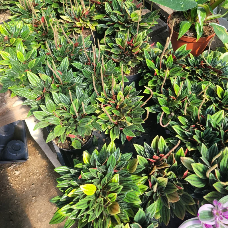 Peperomia Rosso Live Plant – Peperomia Caperata Rosso – Easy Care Houseplant – 4in Pot – Indoor - Image 4