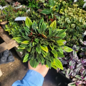 Peperomia Rosso Live Plant – Peperomia Caperata Rosso – Easy Care Houseplant – 4in Pot – Indoor - Image 5