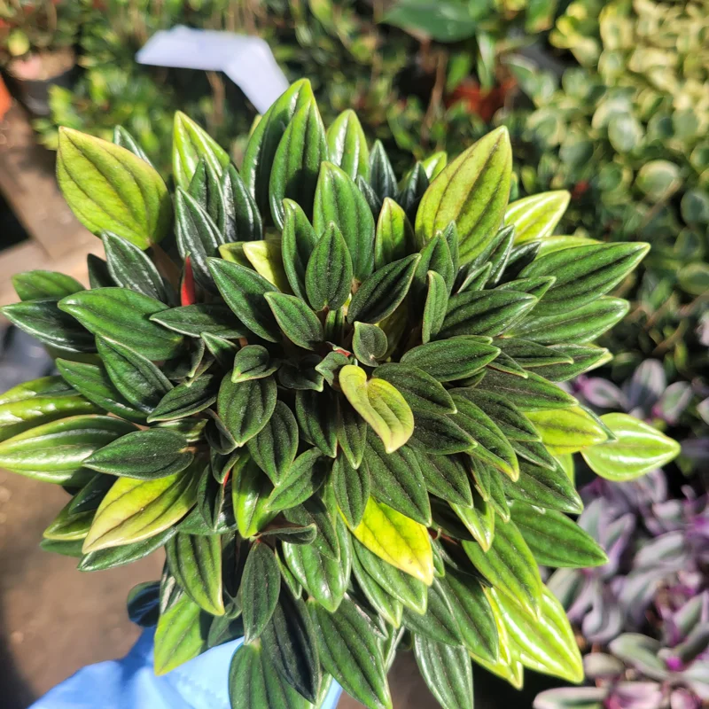 Peperomia Rosso Live Plant – Peperomia Caperata Rosso – Easy Care Houseplant – 4in Pot – Indoor - Image 6