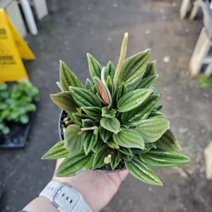 Peperomia Rosso Live Plant – Peperomia Caperata Rosso – Easy Care Houseplant – 4in Pot – Indoor - Image 7