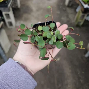 Peperomia Ruby Cascade Live Plant – Trailing Houseplant – 2in or 4in Pot – Indoor - Image 2