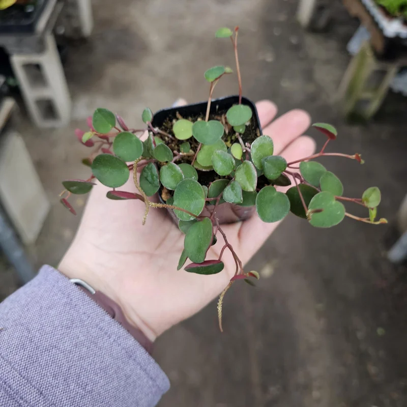 Peperomia Ruby Cascade Live Plant – Trailing Houseplant – 2in or 4in Pot – Indoor - Image 2