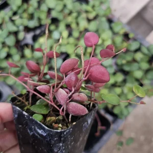 Peperomia Ruby Cascade Live Plant – Trailing Houseplant – 2in or 4in Pot – Indoor - Image 3