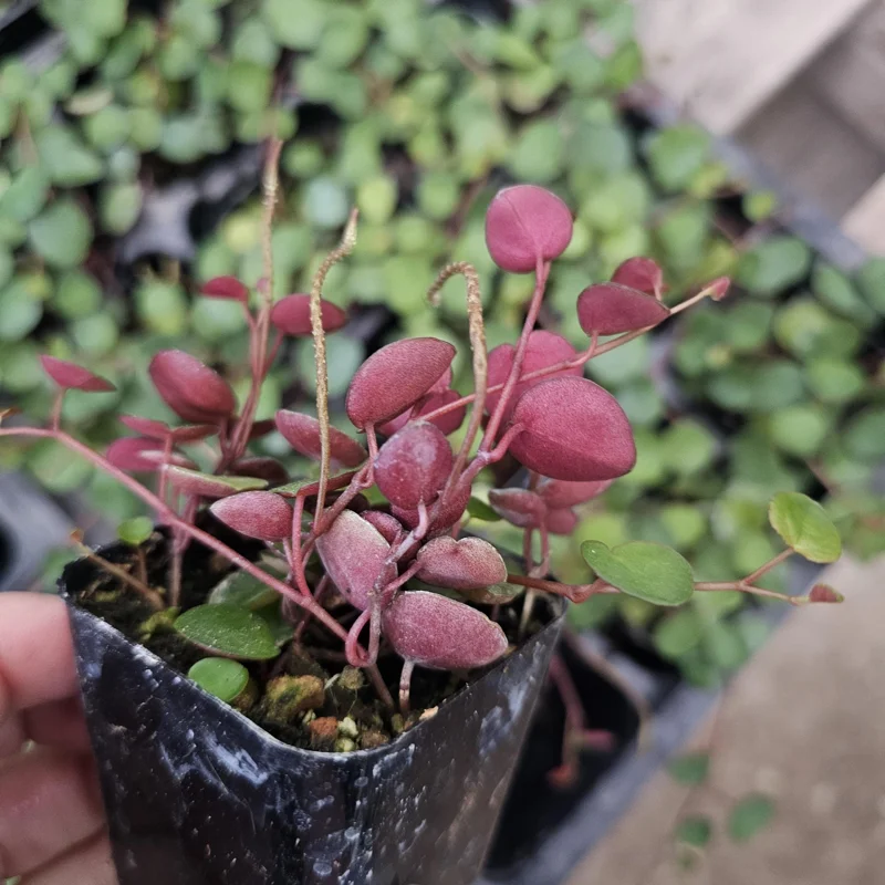 Peperomia Ruby Cascade Live Plant – Trailing Houseplant – 2in or 4in Pot – Indoor - Image 3