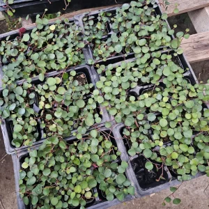 Peperomia Ruby Cascade Live Plant – Trailing Houseplant – 2in or 4in Pot – Indoor - Image 4