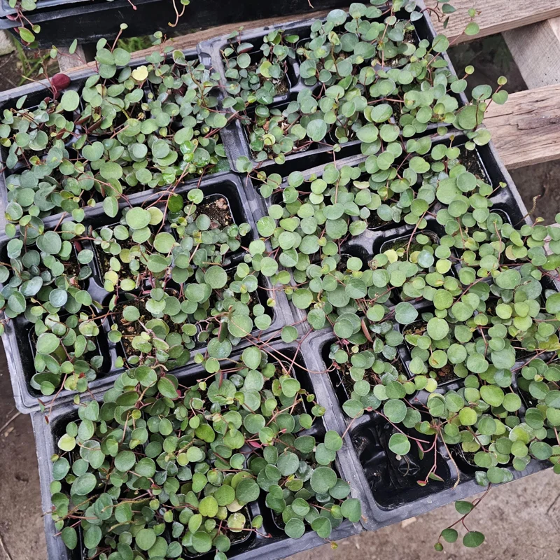 Peperomia Ruby Cascade Live Plant – Trailing Houseplant – 2in or 4in Pot – Indoor - Image 4