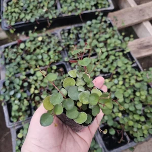 Peperomia Ruby Cascade Live Plant – Trailing Houseplant – 2in or 4in Pot – Indoor - Image 5