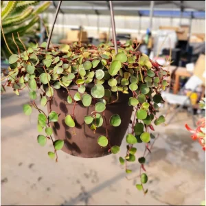 Peperomia 'Ruby Cascade' Live Succulent Plant 2 Inch Pot Indoor Trailing - Image 2