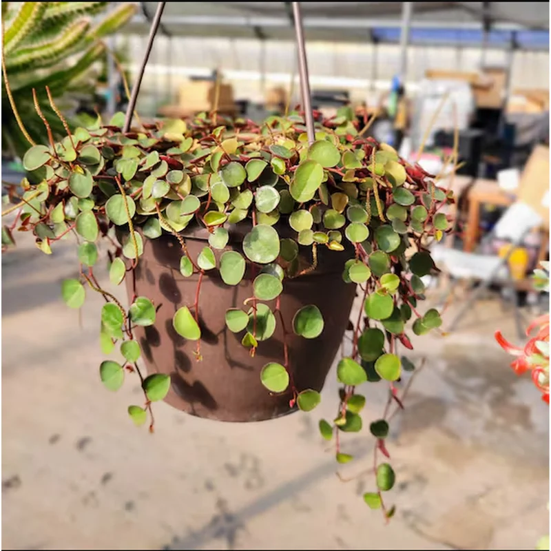 Peperomia 'Ruby Cascade' Live Succulent Plant 2 Inch Pot Indoor Trailing - Image 2