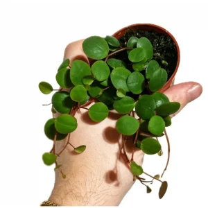 Peperomia 'Ruby Cascade' Live Succulent Plant 2 Inch Pot Indoor Trailing - Image 3