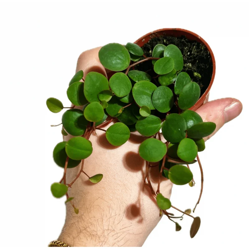 Peperomia 'Ruby Cascade' Live Succulent Plant 2 Inch Pot Indoor Trailing - Image 3