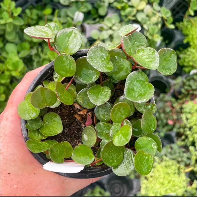 Peperomia 'Ruby Cascade' Live Succulent Plant 2 Inch Pot Indoor Trailing - Image 4