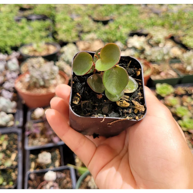 Peperomia 'Ruby Cascade' Live Succulent Plant 2 Inch Pot Indoor Trailing - Image 6