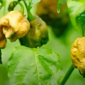 Pepper X Seeds - 25+ Extremely Spicy Pepper Seeds for Garden Planting - Image 2