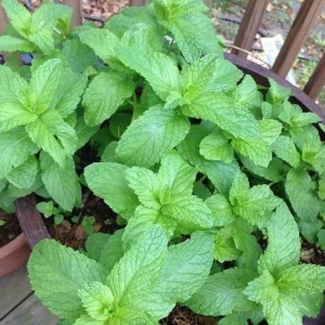 Peppermint Live Plant – 4 Inch Nursery Pot – Fresh Fragrant Mint Herb for Indoor/Outdoor - Image 2