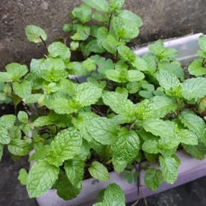 Peppermint Live Plant – 4 Inch Nursery Pot – Fresh Fragrant Mint Herb for Indoor/Outdoor - Image 3