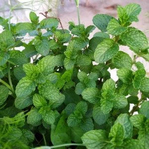Peppermint Live Plant – 4 Inch Nursery Pot – Fresh Fragrant Mint Herb for Indoor/Outdoor - Image 5