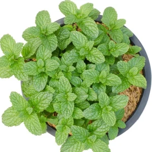 Peppermint Live Plant – 4 Inch Nursery Pot – Fresh Fragrant Mint Herb for Indoor/Outdoor - Image 6