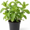 Peppermint Live Plant – 4 Inch Nursery Pot – Fresh Fragrant Mint Herb for Indoor/Outdoor - Image 1