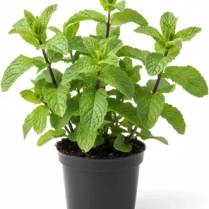 Peppermint Live Plant – 4 Inch Nursery Pot – Fresh Fragrant Mint Herb for Indoor/Outdoor - Image 1