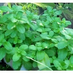 Peppermint Live Plant - Edible Aromatic Herb - Easy Care - Indoor/Outdoor - Image 2