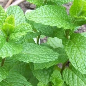 Peppermint Live Plant - Edible Aromatic Herb - Easy Care - Indoor/Outdoor - Image 3