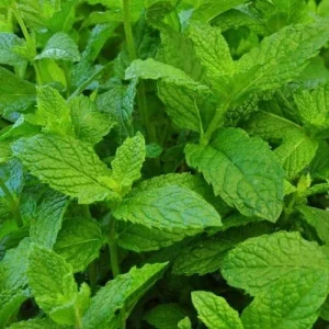 Peppermint Live Plant - Edible Aromatic Herb - Easy Care - Indoor/Outdoor - Image 4