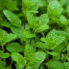 Peppermint Live Plant - Edible Aromatic Herb - Easy Care - Indoor/Outdoor - Image 1