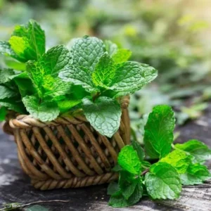 Peppermint Live Plants - Fresh Mint Herb Plant, 2-Pack, 4-6 Inch Tall, Outdoor Garden - Image 2