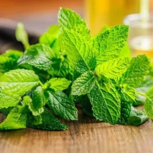 Peppermint Live Plants - Fresh Mint Herb Plant, 2-Pack, 4-6 Inch Tall, Outdoor Garden - Image 3