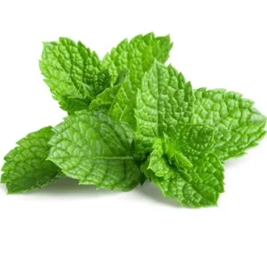 Peppermint Live Plants - Fresh Mint Herb Plant, 2-Pack, 4-6 Inch Tall, Outdoor Garden - Image 4