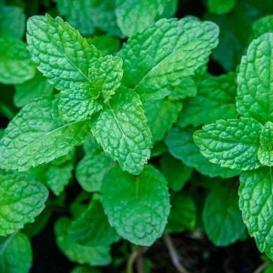 Peppermint Live Plants - Fresh Mint Herb Plant, 2-Pack, 4-6 Inch Tall, Outdoor Garden - Image 5