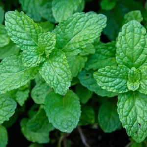 Peppermint Live Plants - Fresh Mint Herb Plant, 2-Pack, 4-6 Inch Tall, Outdoor Garden - Image 6