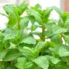 Peppermint Live Plants - Fresh Mint Herb Plant, 2-Pack, 4-6 Inch Tall, Outdoor Garden - Image 1