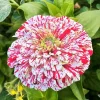 Peppermint Stick Zinnia Seeds – Flower Elegans – 50+ Seeds – Annual – Outdoor - Image 1