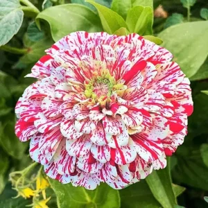 Peppermint Stick Zinnia Seeds – Flower Elegans – 50+ Seeds – Annual – Outdoor - Image 1