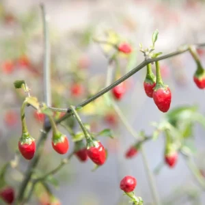 Pequin Pepper Live Plant – 3-5 Inch Tall, Edible Hot Peppers, Patio & Garden - Image 2