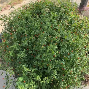 Pequin Pepper Live Plant – 3-5 Inch Tall, Edible Hot Peppers, Patio & Garden - Image 3