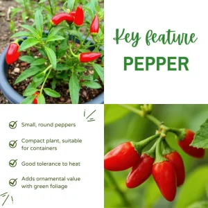 Pequin Pepper Live Plant – 3-5 Inch Tall, Edible Hot Peppers, Patio & Garden - Image 4